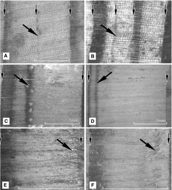 Fig. 3 Tree rings features: a light ring (LR); b narrow-latewood light ring (NLR); c, d tree rings with intra-annual density fluctuation (IADF); e earlywood frost ring (EwFR) formed at the end of May (i.e., 1952); and f earlywood frost ring (EwFR) formed a