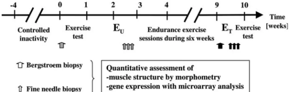 Fig. 1 Experimental protocol time line. Muscle biopsies were taken before and after a single bout of ergometer exercise in the untrained state (E U ) and after 6 weeks of endurance training (E T )