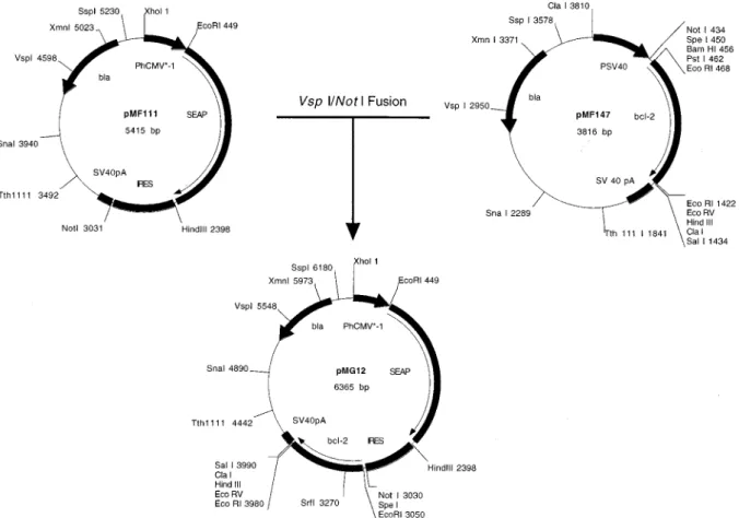 Figure 1. Construction of the dicistronic expression vector pMG12. pMG12 was fused from two monocistronic expression vectors pMF111 and pMF147 and contains a dicistronic expression unit under control of the tetracycline-repressible promoter P hCMV ∗ −1 