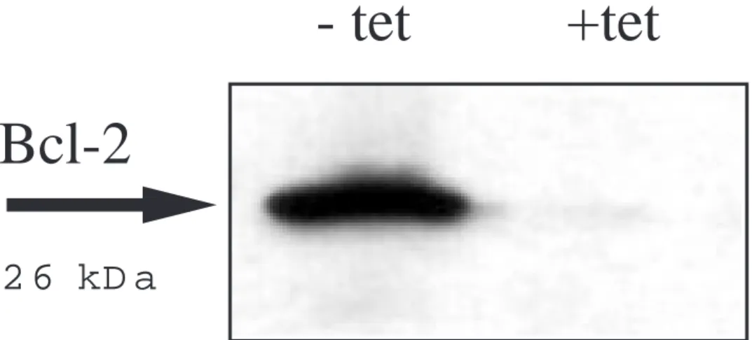 Figure 2. Western blot analysis of Bcl-2 expression of MG12 grown in the absence (–tet) and the presence (+tet) of tetracycline