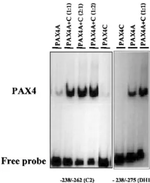 Fig. 2 The binding of the PAX4 variants to the human insulin promoter was analysed using an electrophoretic mobility shift assay.