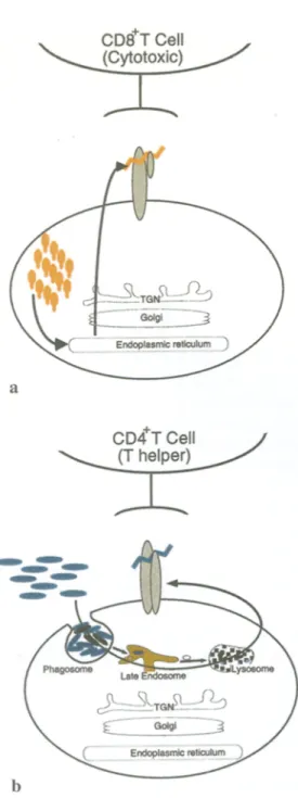 Fig. l a ,   b.  The  MHC  class  I  and  class  II  pathways,  a  MHC  class  I  molecules acquire antigenic peptides that  are generated from infec-  tious agents residing in the cytosol of infected cells (by, e.g., viruses)