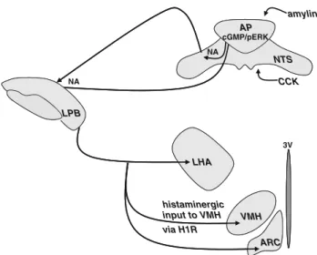 Fig. 1 Satiation diagram. The working model assumes that norad- norad-renergic (NA) neurons in the area postrema (AP) mediate amylin’s satiating effect