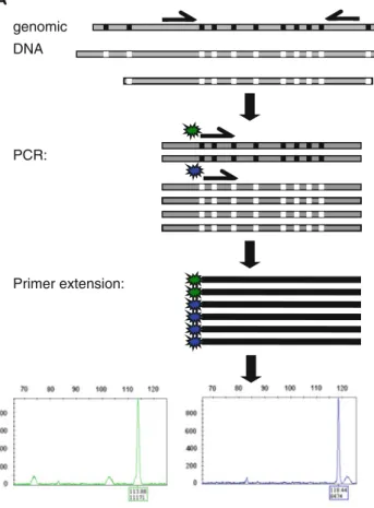 Fig. 1 Schematic depiction of reaction steps used for the quantitative (a) and qualitative (b) analysis of MGMT promoter methylation