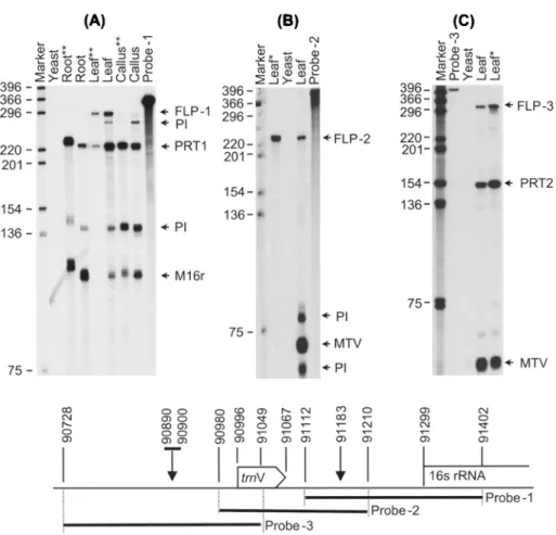 Figure  I.  Changes  in  steady-state  concentrations  of  16r  and  trnV  transcripts  in  nee  plastids