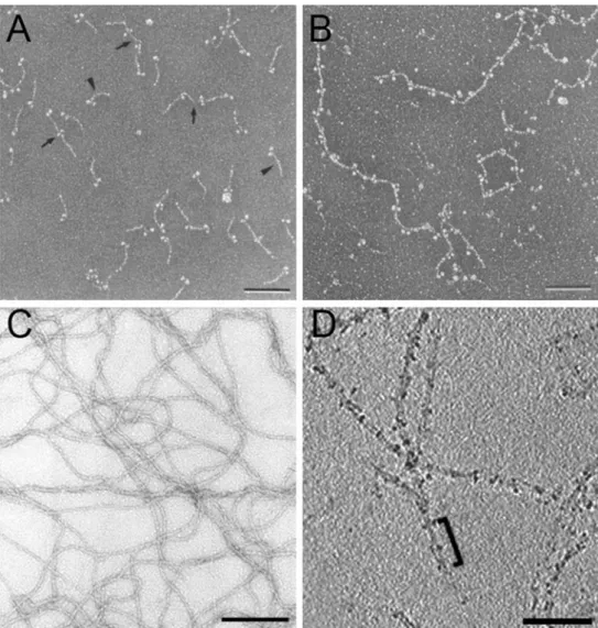 Fig. 3 In vitro studies of lamins and lamin assemblies. Initial steps of assembly of recombinantly expressed chicken lamin B2 show