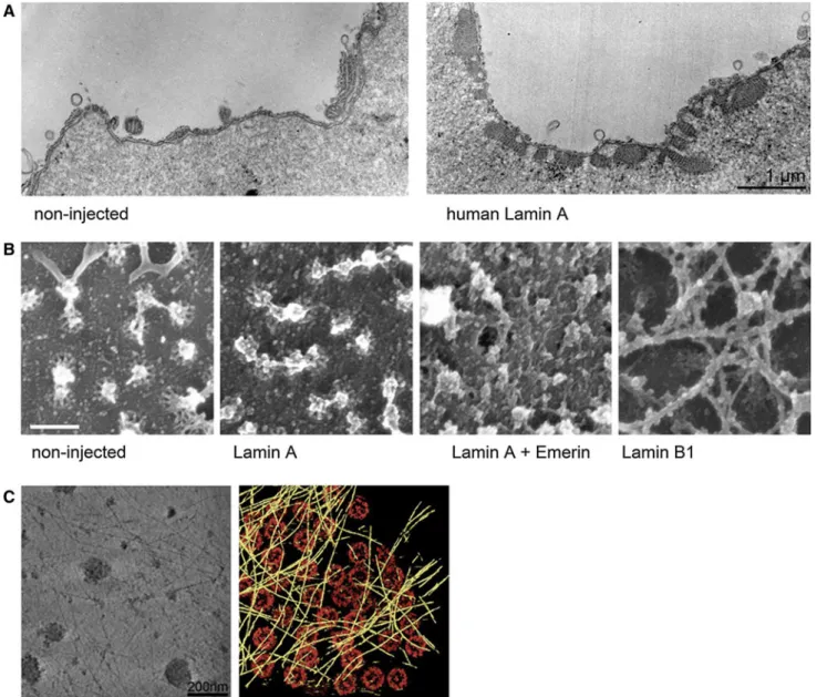 Fig. 4 Studies of lamin assemblies in Xenopus oocytes. a Ultrathin sections of Xenopus oocyte nuclear envelope arrays imaged by TEM.