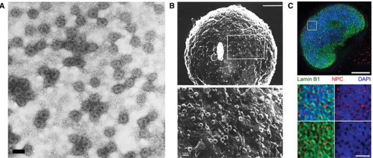 Fig. 5 Studies of the nuclear lamina from mammalian somatic cells.