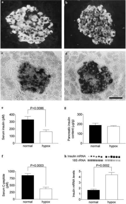 Fig. 1 Localization of insulin peptide (a, b) and mRNA (c, d) in normal (a, c) and