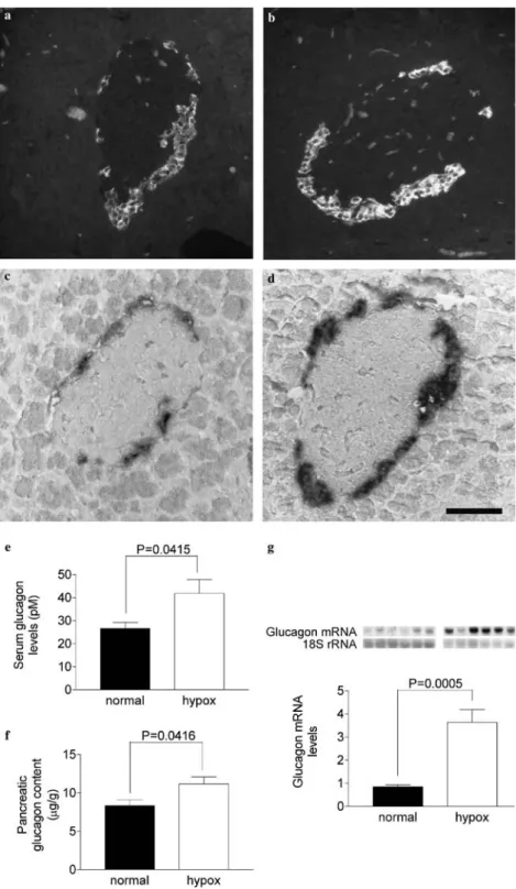 Fig. 2 Localization of glucagon peptide (a, b) and mRNA (c, d) in normal (a, c) and