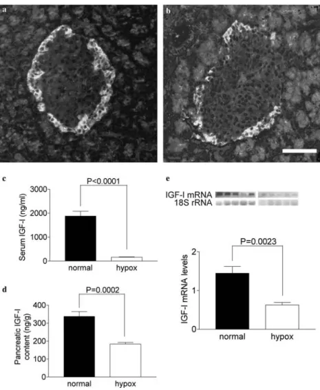 Fig. 4 Localization of IGF-I peptide in a normal and b hypophysectomized (hypox) rats
