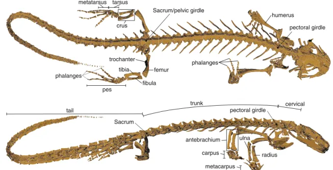 Fig. 1 The skeleton of the salamander Pleurodeles waltl reconstructed from CT scans illustrating the general skeletal morphology of a four-legged salamander from the dorsal and the lateral perspectives