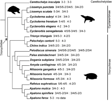 Fig. 4 Phalangeal formula versus straight shell length for trionychid specimens analyzed (all species lumped together; only specimens with known straight shell length considered; data for manus and pes from 120 and 141 specimens, respectively)