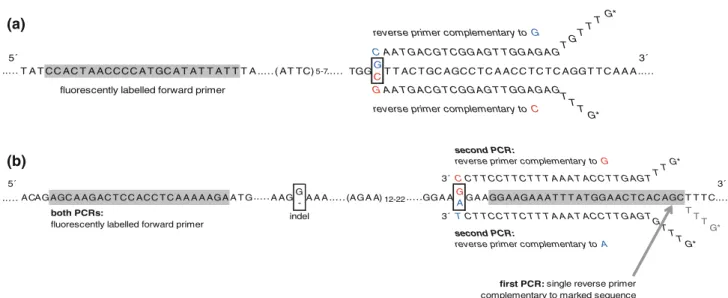 Fig. 1 Schematic representation of genotyping techniques for com- com-bined microsatellite/SNP typing