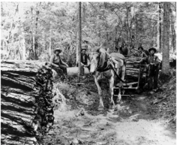Fig. 3 Collecting hemlock bark (picture undated, source: Pictured Rocks National Lakeshore Archive)