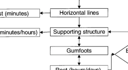 Fig. 5. General sequence of web construction of Steatoda. The web construction sequences consists of two main behavioral bouts, SSt and GF construction