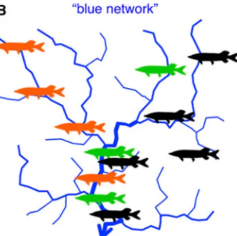Fig. 1 a Two-dimensional lattice landscape and b river-like, dendritic landscape. Lattice grids describe connectivity in grassland or forest ecosystems (also called ‘‘green networks’’), while dendritic landscapes describe connectivity in river systems (als
