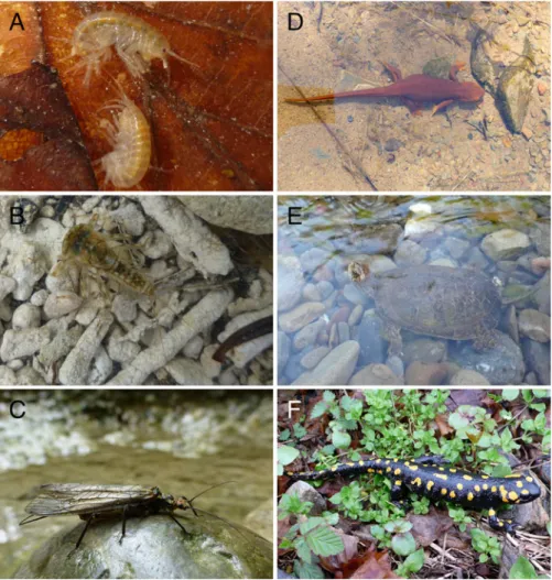 Fig. 3 Examples of typical organisms contributing to the high diversity in riverine ecosystems