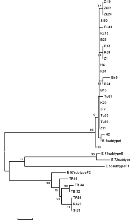 Fig. 5 Phylogenetic tree of a partial nucleotide sequence from ORF A of  Cryphonec-tria hypovirus 1 (CHV-1) isolates from Black Sea and Marmara Regions of Turkey.