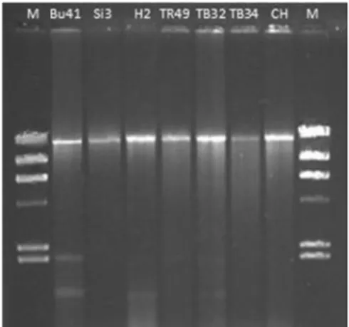 Fig. 3 Amplified fragments from total RNA extracted from Cryphonectria parasitica isolates using primer pair EP713-5 and R2280 for a region in ORF A of the hypovirus genome (above) and EP713-6 and EP713-7 for a region in ORF B