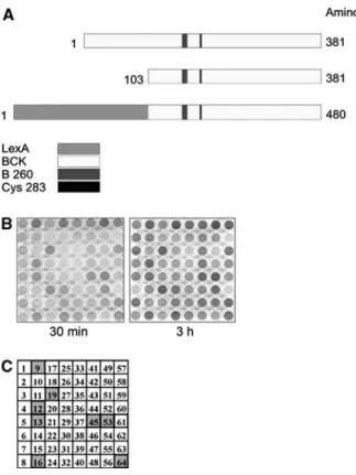 Fig. 1. Domain structure of the B-CK bait construct and identiﬁcation of Golgi Matrix protein GM130 as interaction partner in the Y2H