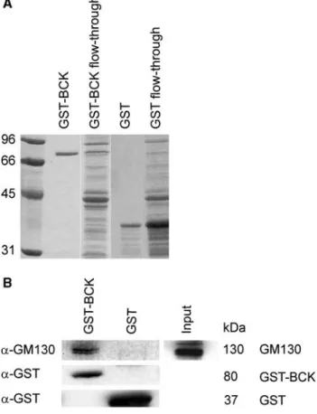 Fig. 3. GST-pulldown experiment with GST-BB-CK fusion protein and rat liver Golgi-stacks