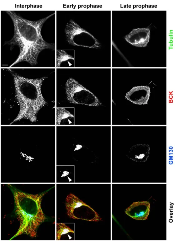 Fig. 4. Co-localization of BB-CK and GM130 is found during early prophase of mitotic HeLa cells