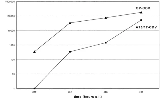 Fig. 3 Amount of infectious virus in supernatants derived from both infection types. Both virus strains released infectious virus into the supernatant.