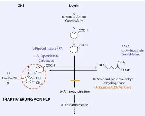 Abb. 1  8  Antiquitinmangel, PLP Pyridoxalphosphat, ZNS Zentralnervensystem Diät Pyridoxal-P Pyridoxamin-P Pyridoxinglukosid