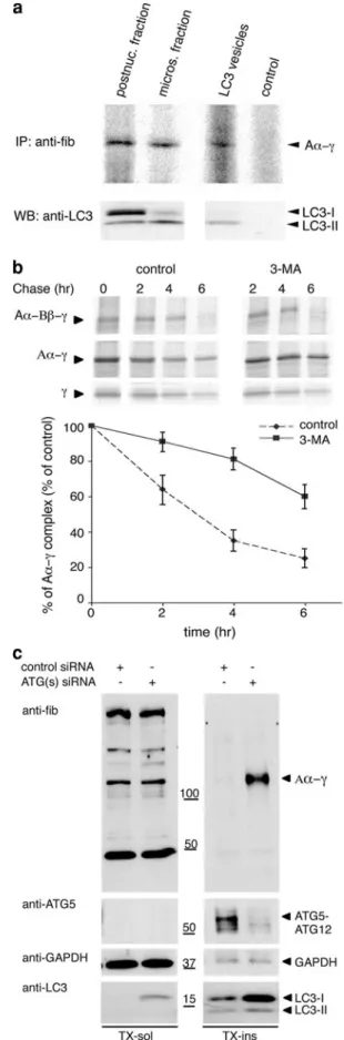 Fig. 4   Fibrinogen Aα–γ dimers are present in autophagosomes. a–f  Double confocal immunofluorescence reveals colocalization of  fibrin-ogen Aα–γ dimers and autophagosome marker LC3 in control (a–c)  and starved (d–f) cells