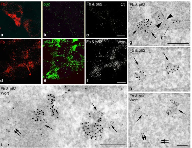 Fig. 6   Fibrinogen Aα–γ dimers and selective autophagy cargo recep- recep-tor p62/SQSTM1 form aggregates