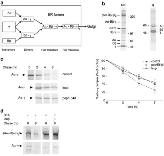 Fig. 1   Degradation of fibrinogen Aα–γ dimers in HepG2 cells is  sensitive to lysosomal protease inhibitors in the presence of  Brefel-din A