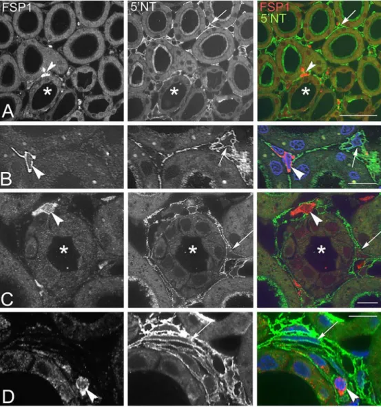 Fig. 4 FSP1/S100A4 and interstitial 5¢NT are expressed by separate cell populations. a Cryostat sections, b–d 1-lm-thick cryostat sections of renal cortex after thiazide treatment; double immunoﬂuorescence for FSP1/S100A4 and 5¢NT; nuclei in b and d are st