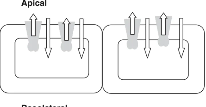 Figure 1 Cartoon of the endothelial cells that constitute the BBB.