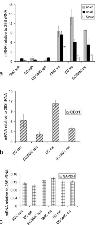 Figure 5. Expression of raft-associated marker genes. Total RNA was isolated from monolayer (mc) and spheroidal (sph) cultures of endothelial (EC) and smooth muscle cells (SMC), and from their cocultures (EC/SMC)