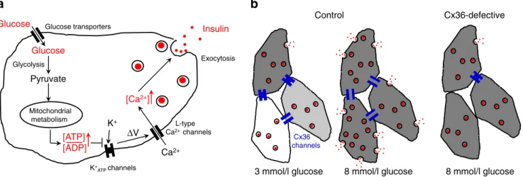 Fig. 1 Molecular and cellular levels of regulation of glucose-stimulated insulin secretion