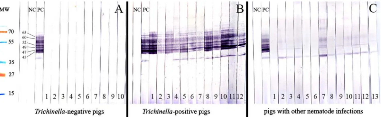 Fig. 1 Western Blot analysis of meat juice samples of Trichinella-negative pigs (a), Trichinella-positive pigs (b), and pigs with other nematode infections (c)