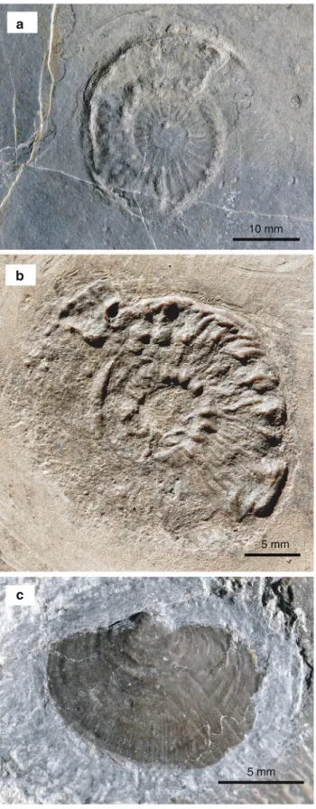 Fig. 5 Macrofossils from the Lower Meride Limestone. a Arpadites cf. A. arpadis Mojsisovics, 1882, MCSN 8376, P