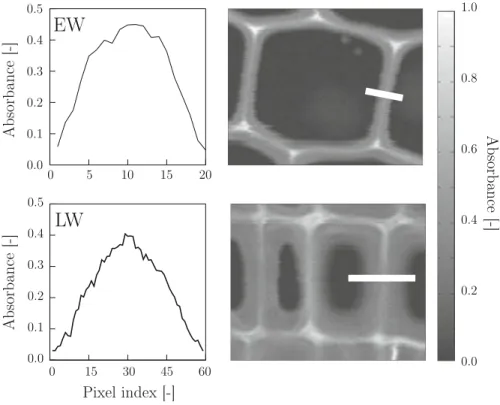 Fig. 5 Line extractions of an earlywood (EW) and latewood double cell wall (LW). Corresponding field scans taken at 280 nm wavelength are shown on the right