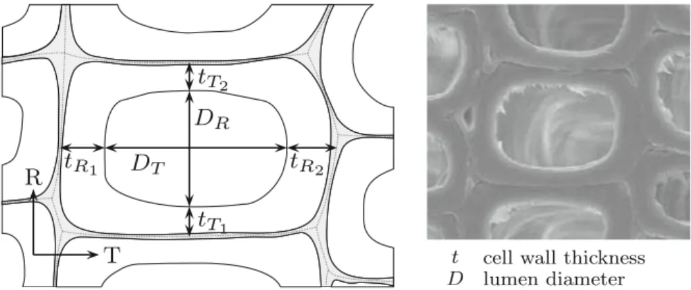 Fig. 1 Schematic of measured cell wall thicknesses (tangential and radial cell wall thickness t T and t R