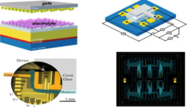 Fig. 1. Illustration of our electrolyte double-layer transistor and the Hall-Eﬀect bar device, which is immersed in electrolyte