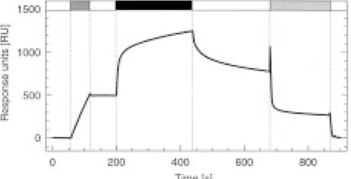 Fig. 1. A typical BIAcore measurement cycle of human uMtCK.
