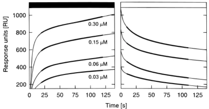 Fig. 4. Typical binding and dissociation kinetics of octameric human uMtCK. Contact phase ( m ) and dissociation phase ( M ) of octameric human uMtCK, recorded at 25 8 C and a flow rate of 0.3 ml-h 2 1 