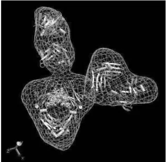 Fig. 1 Pseudoatomic model of a murine immunoglobulin G reconstructed by cryo-electron tomography
