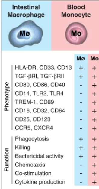 Fig. 4 Distinct phenotypic and functional properties of  intesti-nal macrophages and blood monocytes