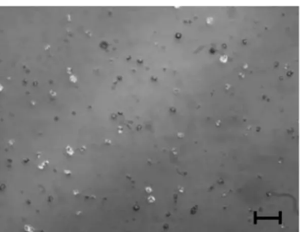 Fig. 5 Microscopy image of sodium chloride crystals produced with the ultrasonic atomizer