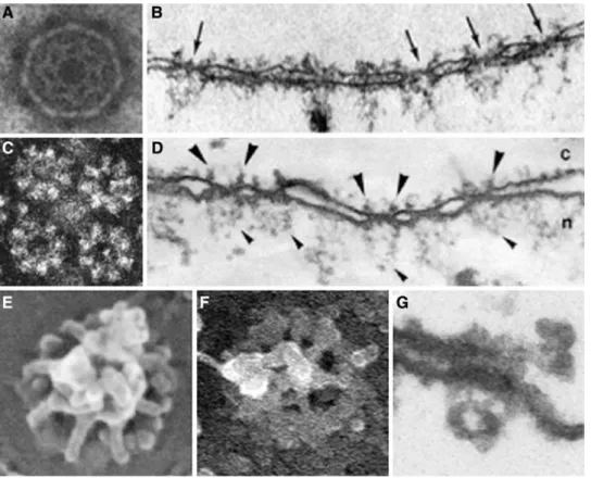 Fig. 1 Electron micrographs of NPCs over time. a Cytoplasmic face of negatively stained and b a stretch along a nuclear envelope of embedded and thin-sectioned nuclei from Triturus alpestrus.