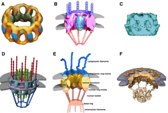 Fig. 2 NPC models in chronological order. Three-dimensional reconstruction of the central framework of negatively stained NPCs after detergent treatment a from Xenopus oocytes, and b its adaptation for a consensus model of the NPC architecture and c from y