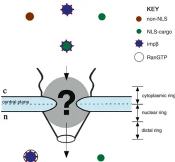 Fig. 3 Schematic representation identifying the main biochemical constituents of the nuclear import machinery