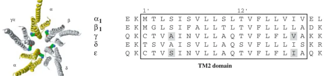 Fig. 1 Channel structure and TM2 alignment of human nAChR.